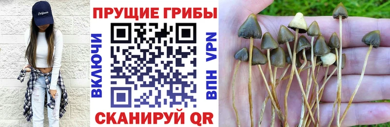 Купить  Жигулёвск  Галлюциногенные грибы Cubensis 